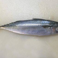 花火大会翌日うみかぜ公園釣果